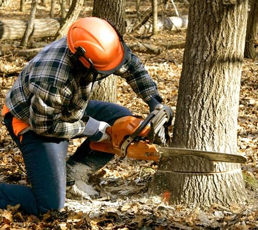 Tree Removal in Shubert, NE